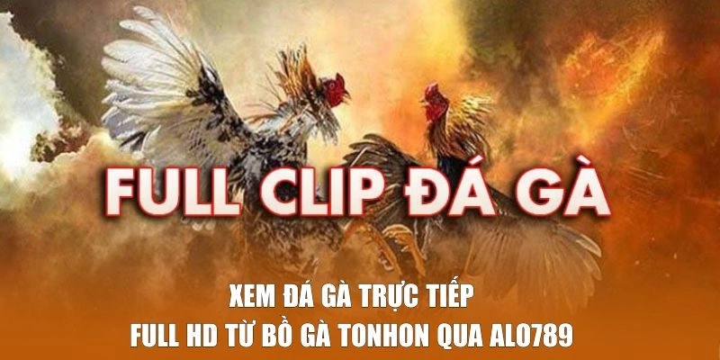 Bồ Gà Tonhon - Đỉnh Cao Đá Gà Cam Phát Trực Tiếp Alo789 3 Xem đá gà trực tiếp Full HD Tonhon qua Alo789